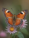 AI generated illustration of a butterfly perched on a flower in soft summer light