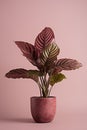 AI generated illustration of a Calathea Makoyana plant in a pot