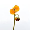 AI generated illustration of a calceolaria flower on a white background