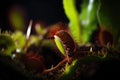 AI generated illustration of a carnivorous plant with bright red stems and textured green leaves