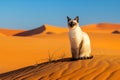 a cat sitting in the middle of a desert in the sun