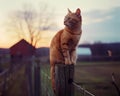 a cat is sitting on a fence post by a farm Royalty Free Stock Photo