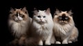 AI generated illustration of cats, white and gray, seated side by side against a black backdrop