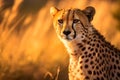 AI generated illustration of a cheetah resting in a grassy bush during a beautiful sunset Royalty Free Stock Photo