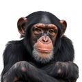 AI-generated illustration of a chimpanzee isolated on a white background Royalty Free Stock Photo