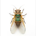 AI-generated illustration of a cicada isolated on a white background Royalty Free Stock Photo