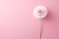 AI generated illustration of a close-up of a dandelion against a pink backdrop