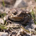 AI generated illustration of a close-up of a European bufo toad perched on a rock and grassy area