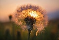 AI generated illustration of A close-up image of a dandelion flower in full bloom.