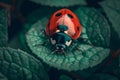 AI generated illustration of a close-up of a ladybug perched on a vibrant green leaf in nature Royalty Free Stock Photo