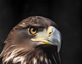 AI generated illustration of a close-up portrait of a bald eagle