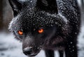 an orange eye wolf in the snow looks at the camera Royalty Free Stock Photo