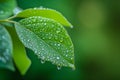 AI generated illustration of a close-up of a wet leaf with glistening water droplets Royalty Free Stock Photo