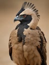 AI generated illustration of a closeup of a bird with brown feathers against a beige background