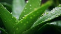 AI generated illustration of a closeup of fresh green aloe vera leaves with water droplets Royalty Free Stock Photo