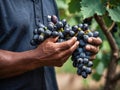 A closeup of male hands holding black grapes Royalty Free Stock Photo