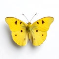 AI generated illustration of a clouded yellow butterfly on a white background Royalty Free Stock Photo