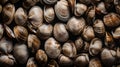 a pile of shells that are brown and black in color