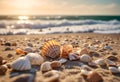 shells and starfishs line the shore of a beach Royalty Free Stock Photo