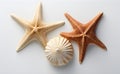 the common starfish, also known as the common sea star or sugar starfish with other shells