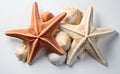 the common starfish, also known as the common sea star or sugar starfish with other shells