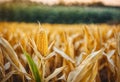 a corn stalk is seen in a field in the morning light