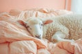 a sheep lays in bed with an orange comforter on it