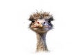 AI generated illustration of a curious-looking ostrich head on a white background