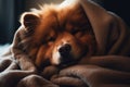 AI-generated illustration of a cute Chow Chow curled up in a cozy blanket.