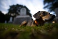 AI generated illustration of a cute dog among a collection of solemn gravestones in a cemetery