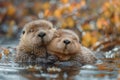 an adorable sea otter couple swimming in water with fall colored leaves Royalty Free Stock Photo