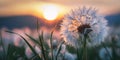 AI generated illustration of a dandelion with sunset backdrop in vast field Royalty Free Stock Photo