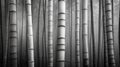 AI-generated illustration of a dense bamboo forest with tall, straight trunks in grayscale Royalty Free Stock Photo