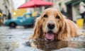 AI generated illustration of a dog lying on a wet road with mouth open, accidents happen