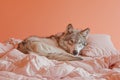 AI generated illustration of A dog with a wolf perches gracefully on a bed