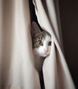 AI generated illustration of a domestic cat peeking out from behind a curtain