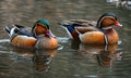 AI generated illustration of a duo of ducks swimming in a pond Royalty Free Stock Photo