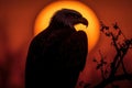 AI generated illustration of an eagle perched on a leafy tree branch Royalty Free Stock Photo