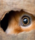 AI generated illustration of the eye of a domestic feline peering curiously out of a cardboard box