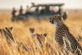 AI-generated illustration of a family of cheetahs seen in a grassy field Royalty Free Stock Photo