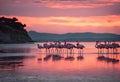 AI generated illustration of a flock of flamingos walking across sand at the edge of a beach