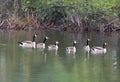 AI generated illustration of a flock of geese floating on a tranquil lake