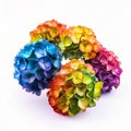 AI generated illustration of Four brightly colored French hydrangea on a white background,