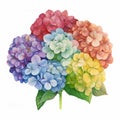 AI generated illustration of Four brightly colored French hydrangeas isolated on a white background