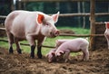 four little pigs standing near each other on a dirt patch Royalty Free Stock Photo