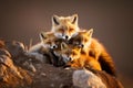 AI generated illustration of foxes standing together side-by-side atop a large rock