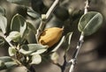 AI-generated illustration of a fresh Jojoba fruit growing on a branch surrounded by foliage