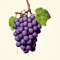 AI generated illustration of a fresh, ripe bunch of purple grapes attached to a green vine