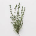 AI-generated illustration of fresh thyme plant on a white surface