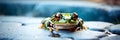 a frog sits on top of a rock on water droplets Royalty Free Stock Photo